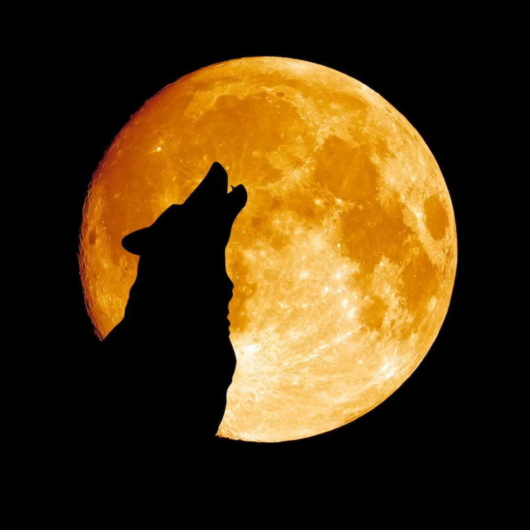 The Wolf Supermoon
